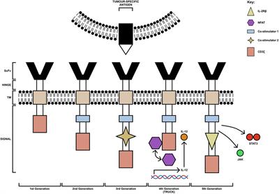 ErbB- and MUC1-targeted CAR-T cell immunotherapy of oral squamous cell carcinoma